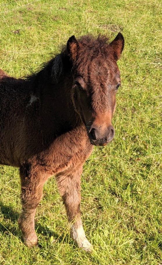 Arkin von der Haner Au 201 21