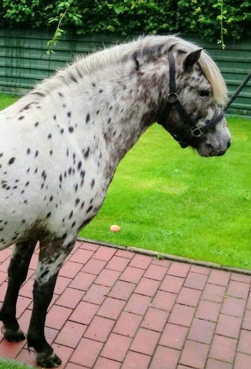 King Lui vom Olendiek 201 24