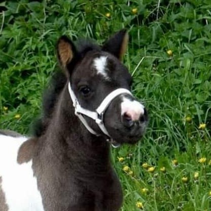 Annemone vom Treenetal 201 32