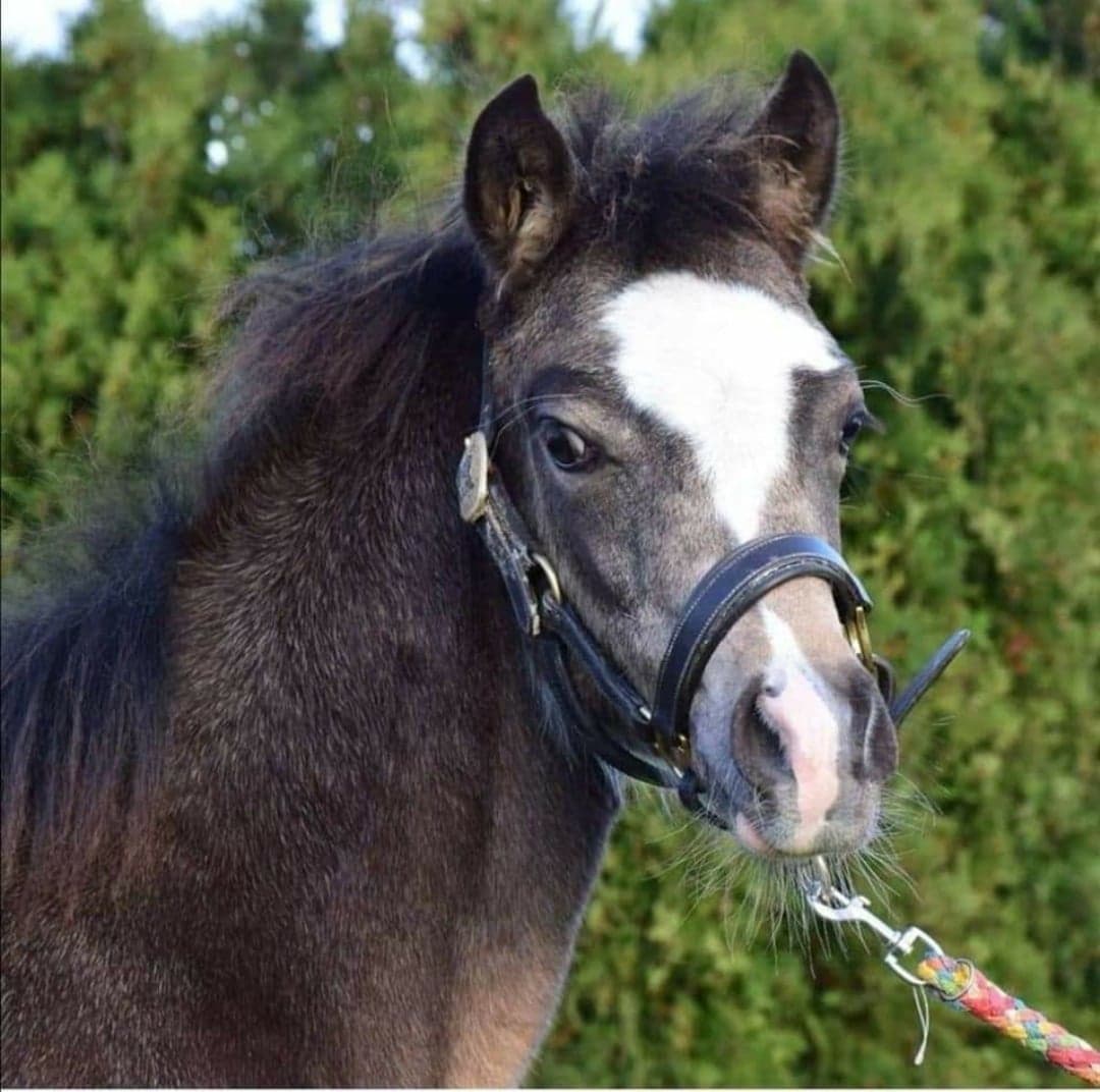 Leherfelds Be my Rockabella 201 33