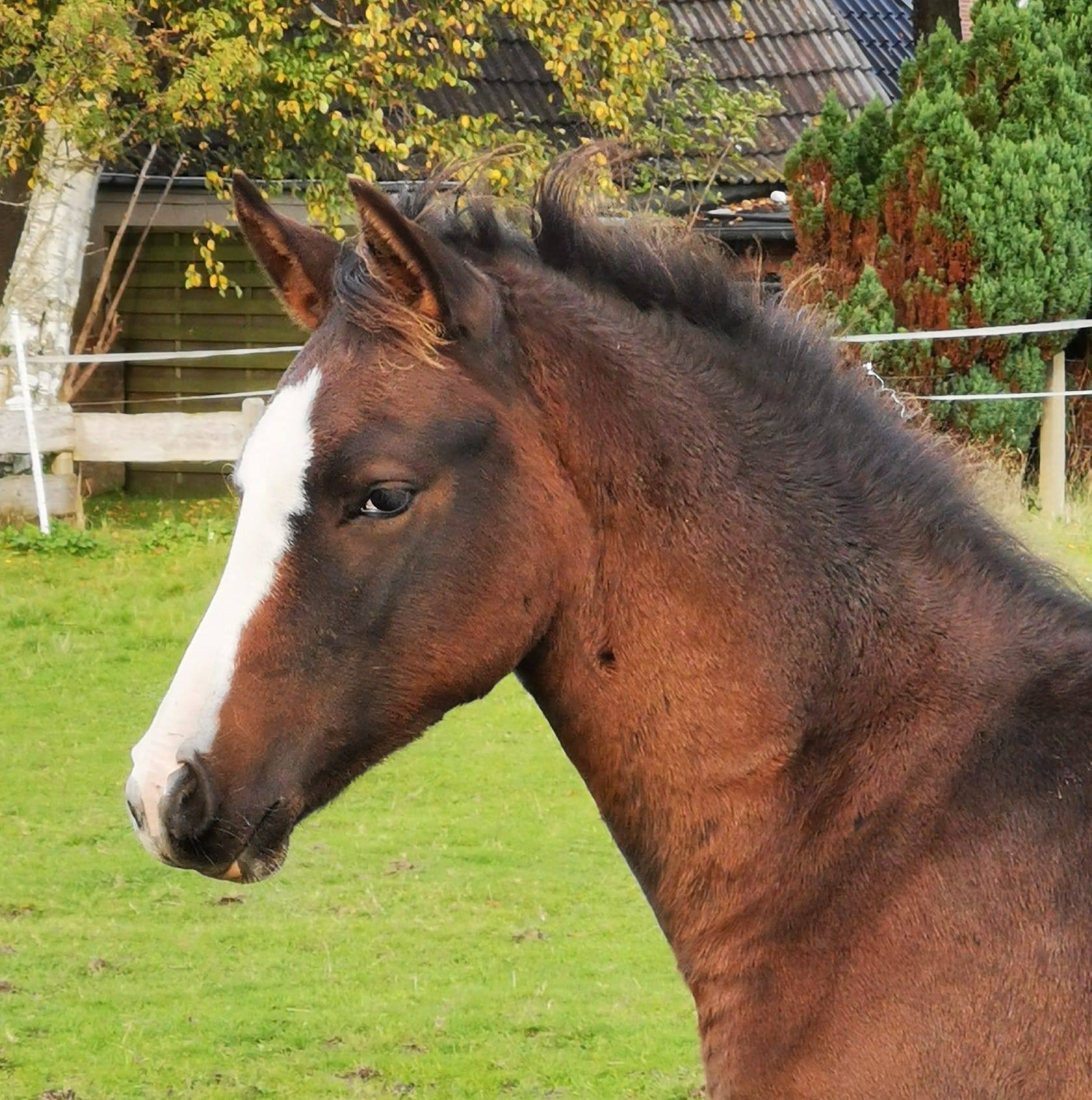 Leherfelds Nogger Choc 201 34