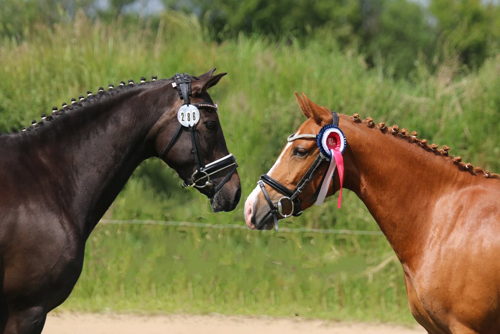 201 54 Edelmanns Nahla de Luxe v. Noir de Luxe und Bezir.Pr.St. Petit Dechantee v. FS Chambertin a.d. St.Pr.St. Petit Duebaree v. Monte Christo
