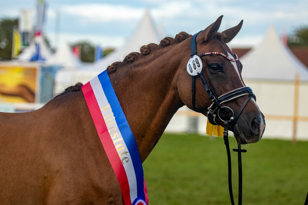 Elitestute Hope and Glory 201 54 Elitestute Hope and Glory v. Hattrick a.d. Harmonie v. Wilko