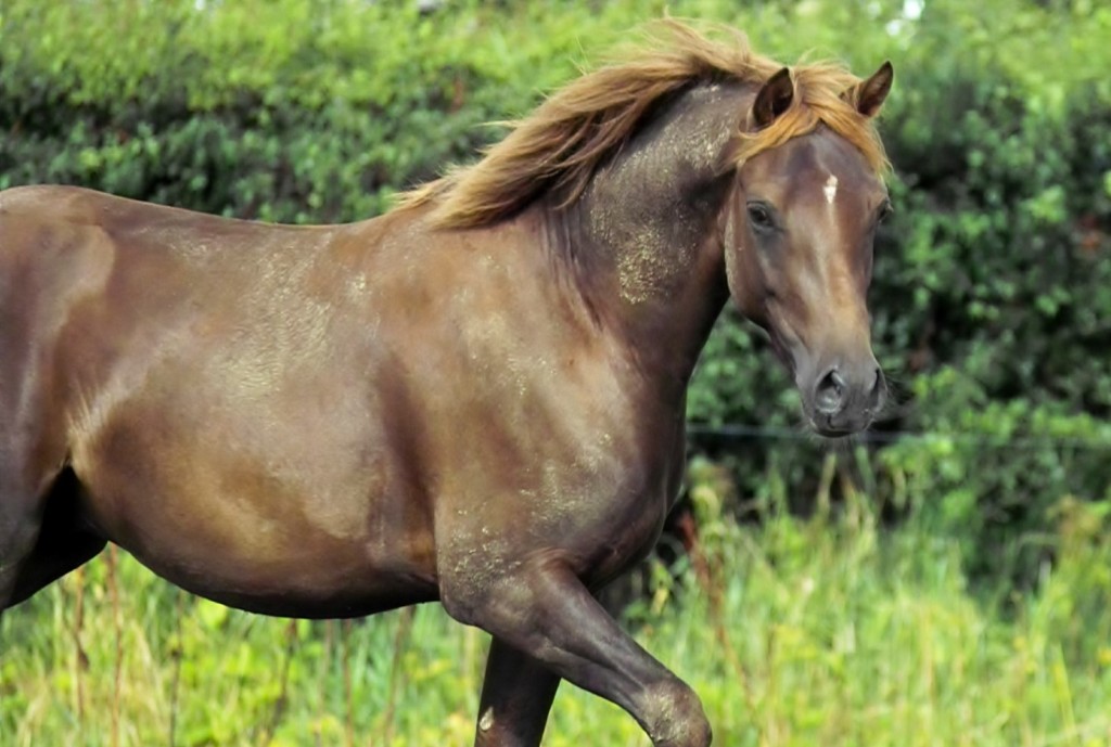 201 54 Petit Bright Magic v. Holsteins Bonito a.d. Elitestute Hope and Glory v. Hattrick