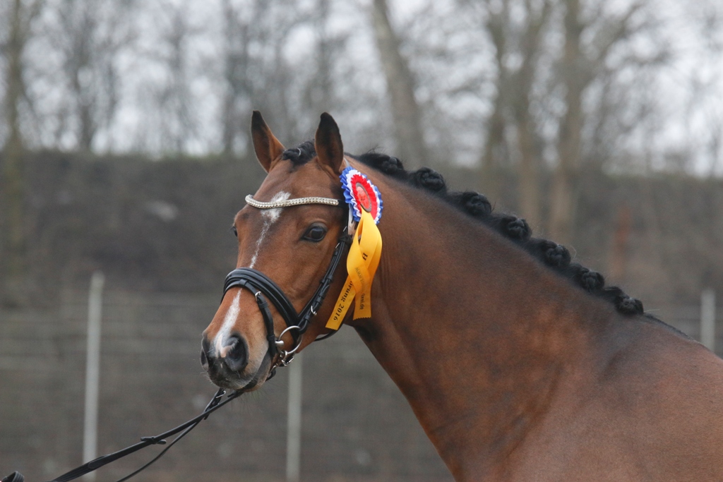 201 54 Petit Comme Ca Va v. Comme Ci Comme Ca a.d. Elitestute Crown Impala v. Dancer