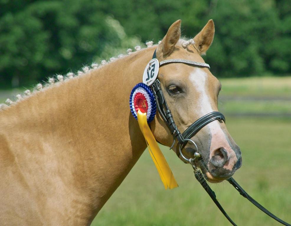 StaatsPrämienStute Petit Duebaree 201 54 St.Pr.St. Petit Duebaree v. Monte Christo a.d. Elitestute Duchesse v. Colonel