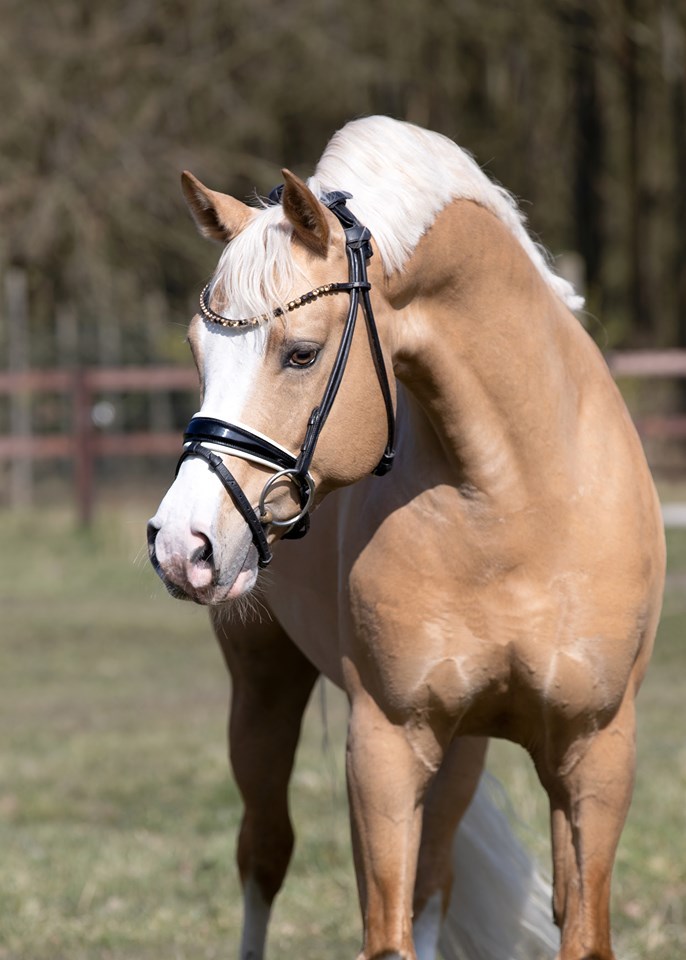 Elitehengst Crown Charm of Royal 201 p 04