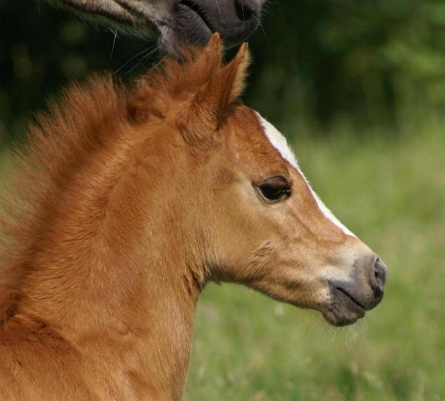 Ferings Bryn Henlan 201 61 03