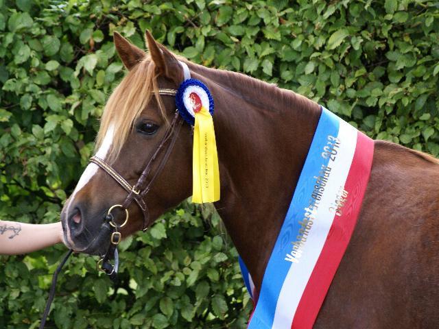 Ferins Bridget 201 61 05