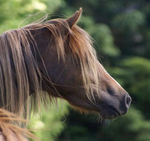 Ferings Brenda 201 61 06