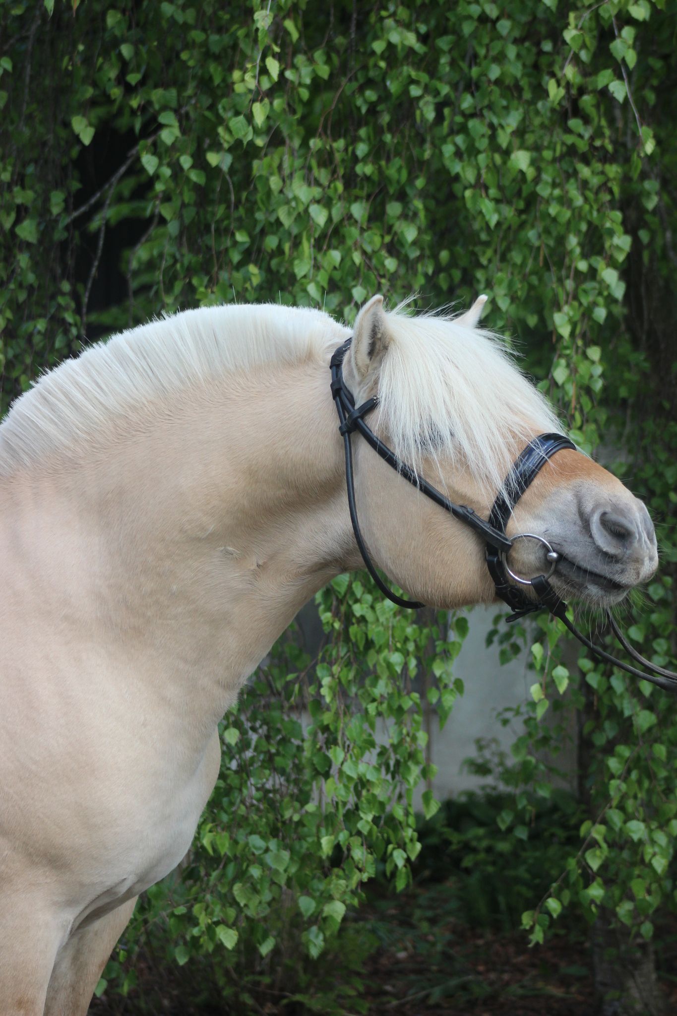 Fjordhengst Nansen 201 ZG 01 Hennig Fjordhengst Nansen