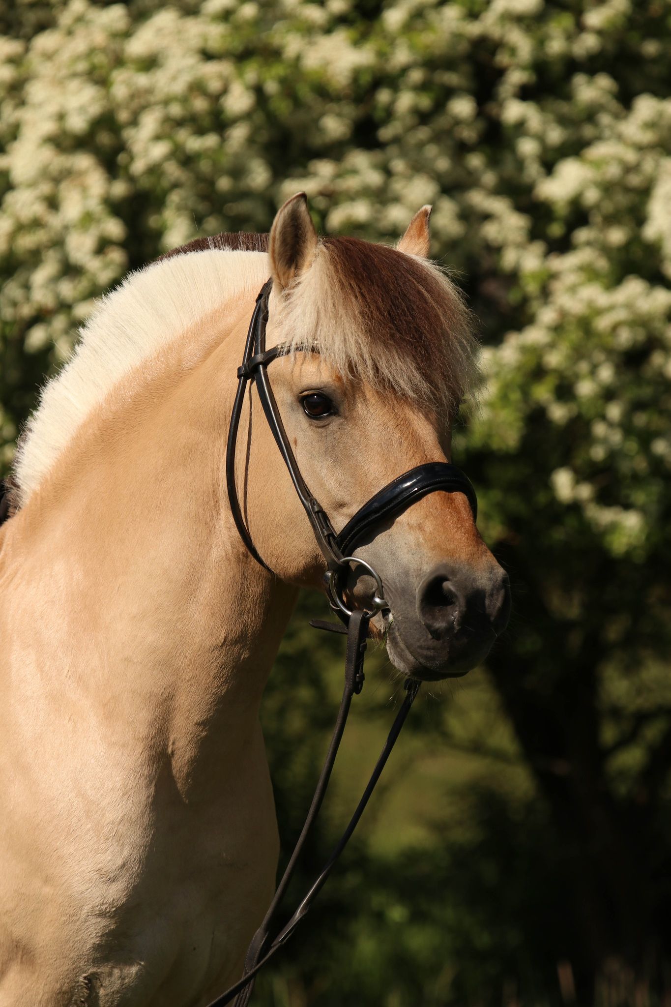 Lysander 201 ZG 02 Hennig Lysander