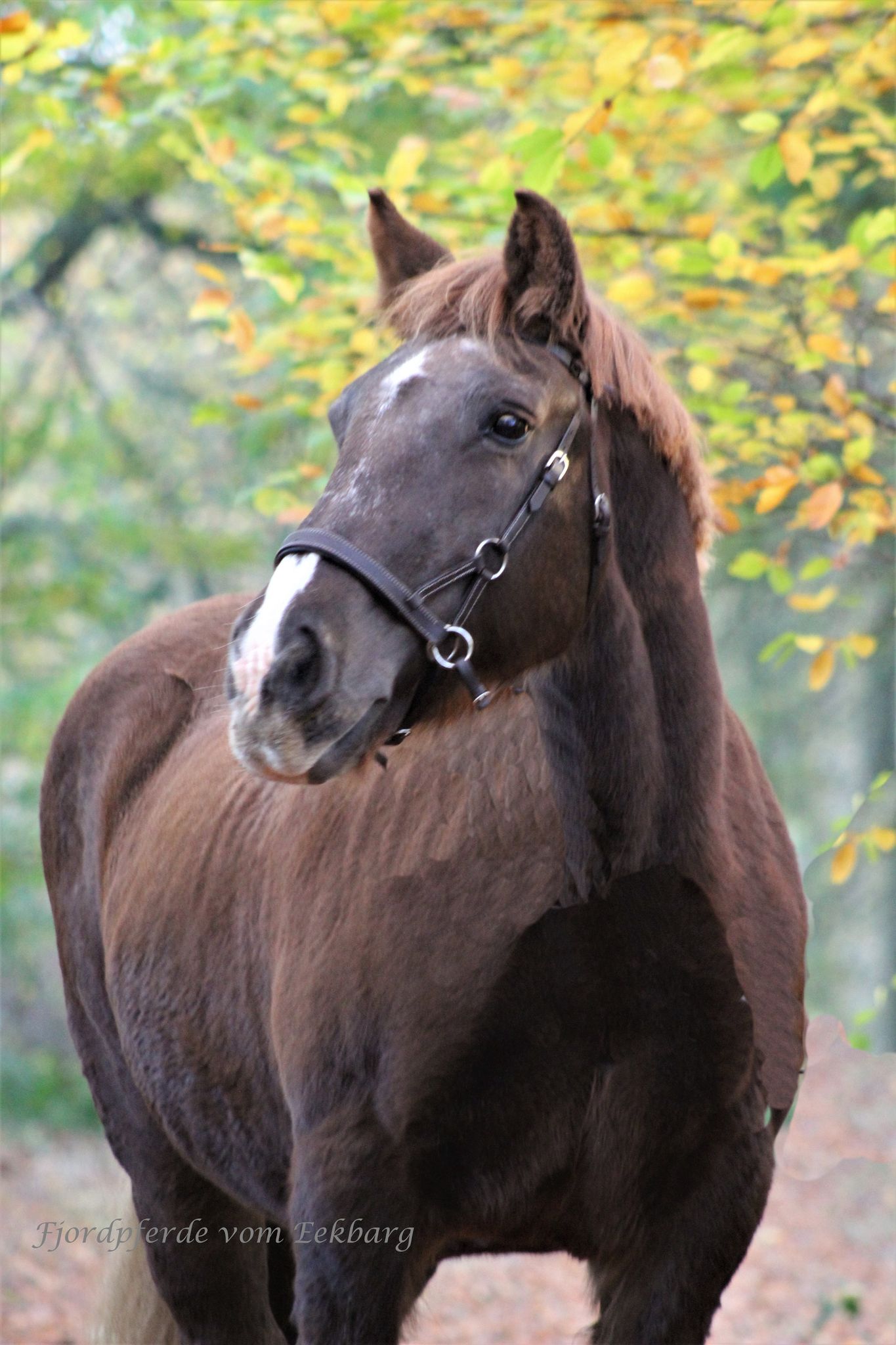 Schleswiger Stute Nessy 201 ZG 03 Hennig Schleswiger Stute Nessy