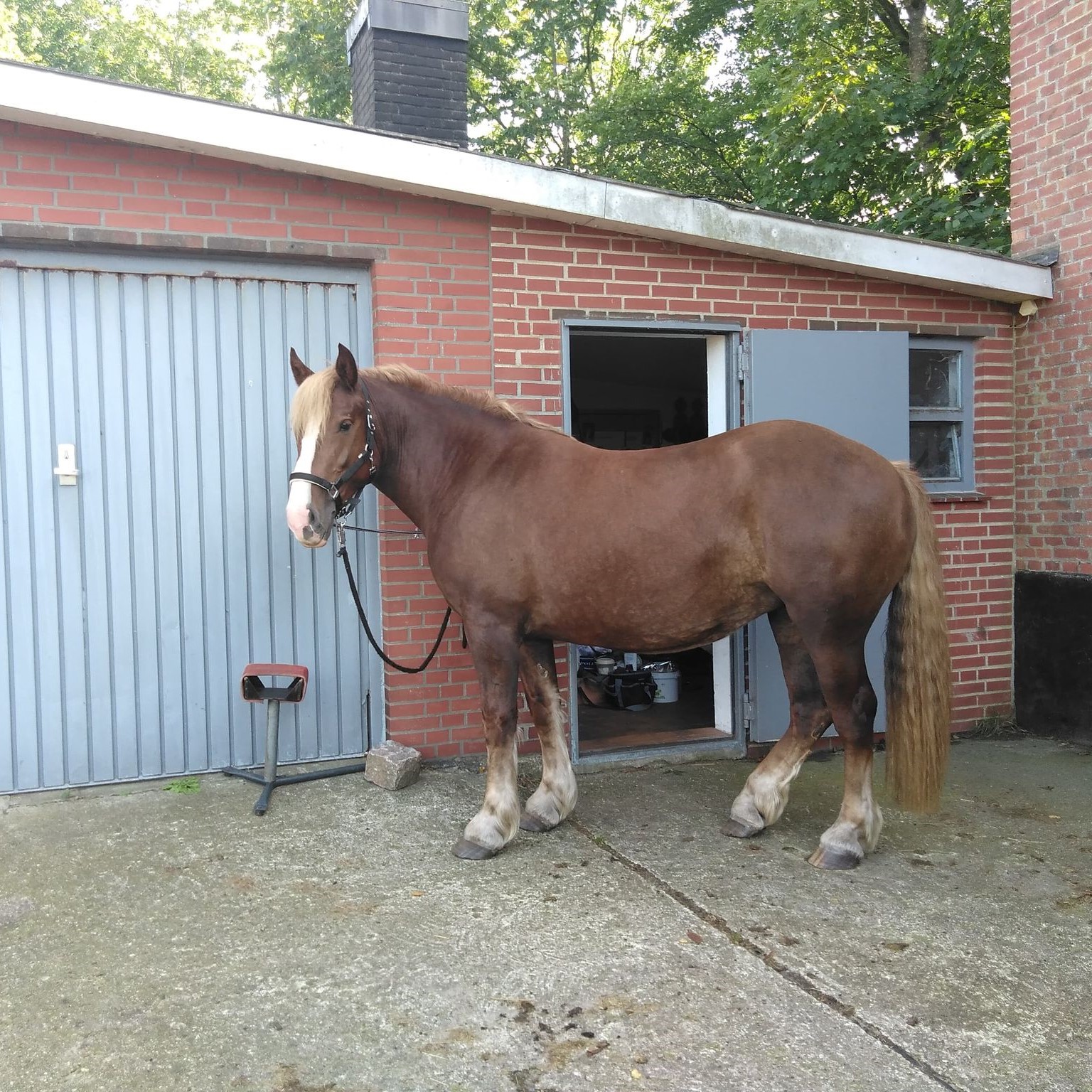 Mimi Muschel 201 g 41