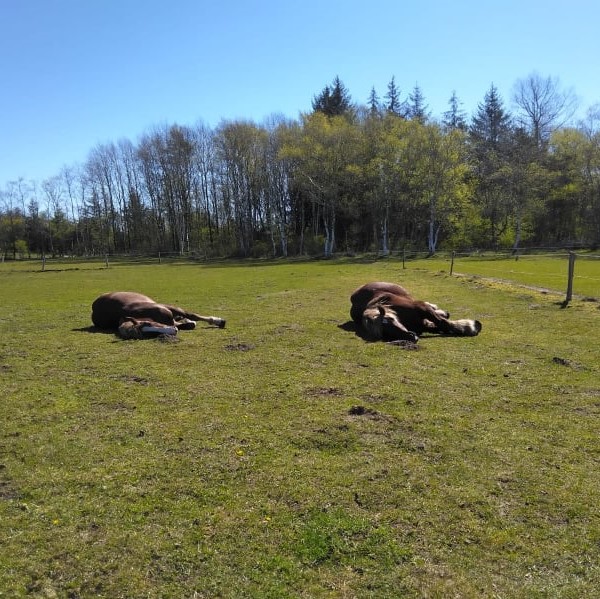 Mimi Muschel 2 Jahre und Merlin 14 Jahre 201 g 40
