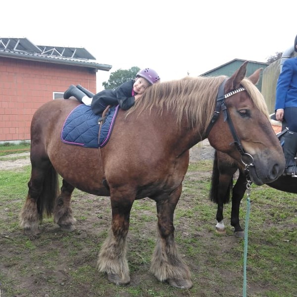 Schleswiger Kaltblut Merlin 201 g 41