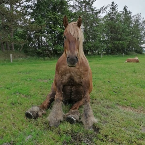 Schleswiger Kaltblut Merlin 201 g 42
