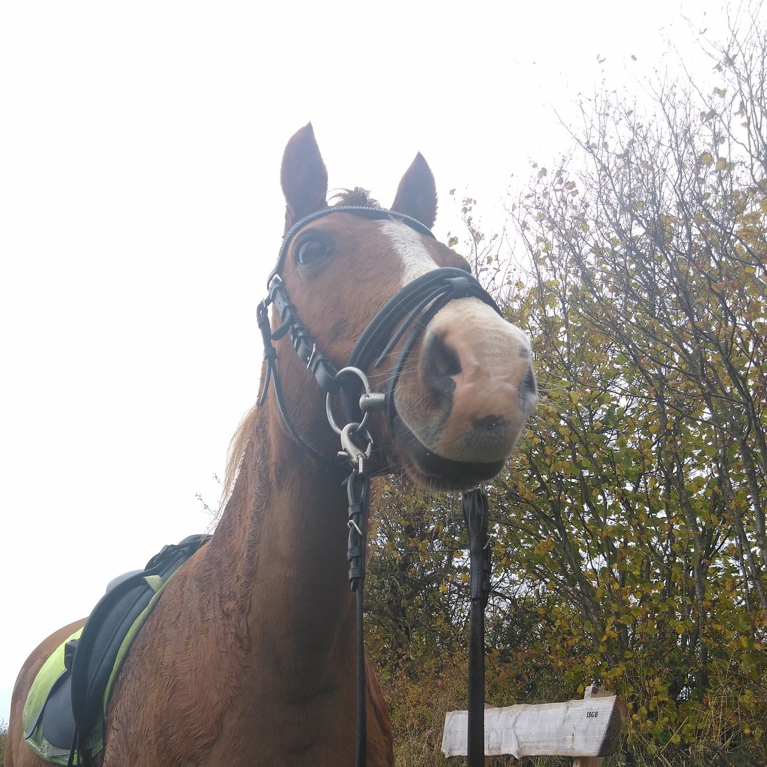 Deutsches Reitpony Joker 20 Jahre alt 201 g 46