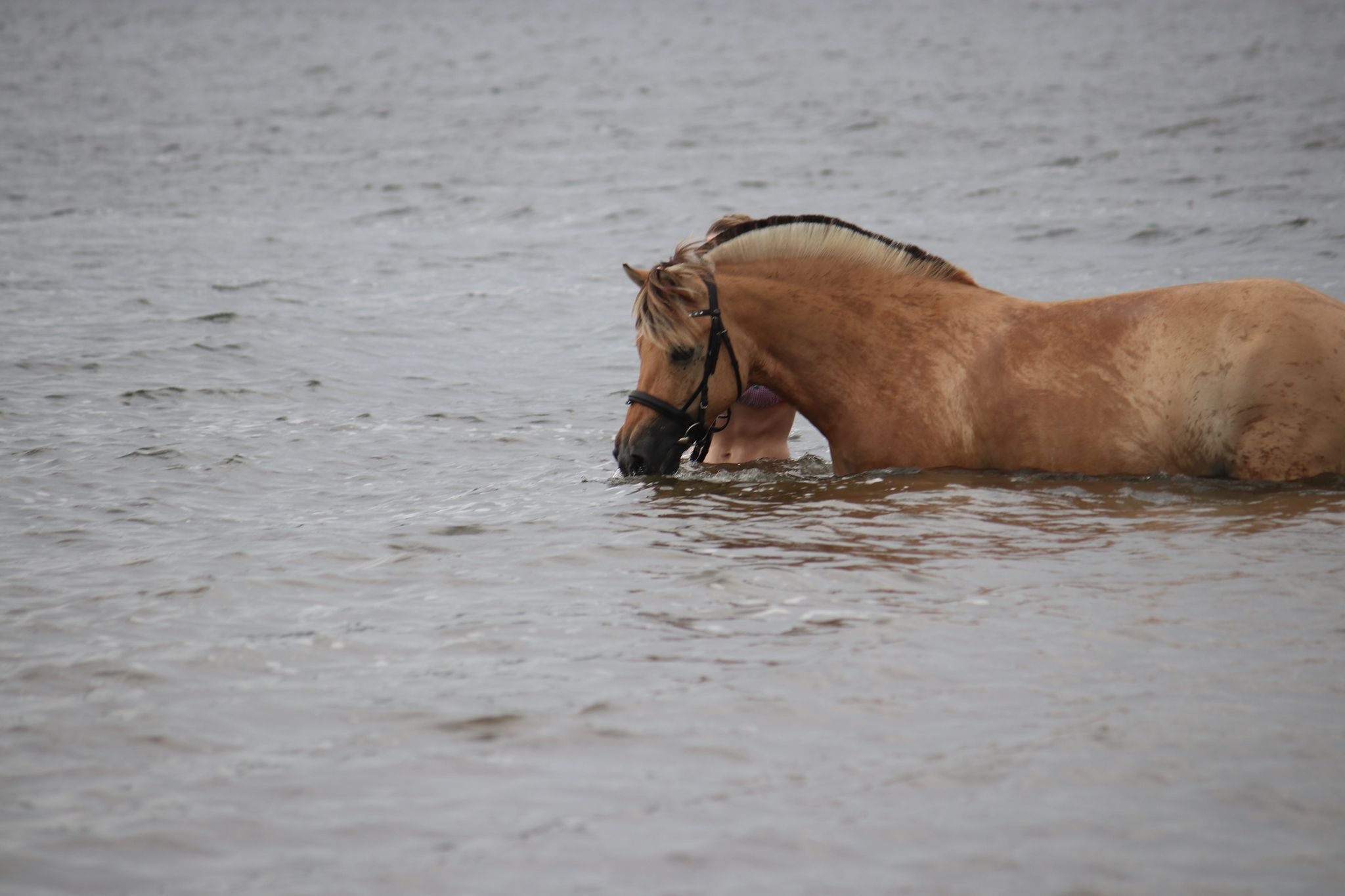 205-05-Ob als Seekuh oder als Fahrpferd Pira ist für jeden Spaß zu haben