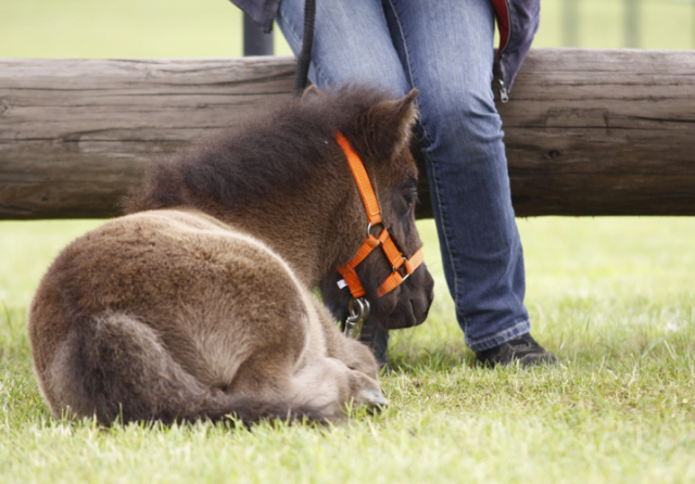 im Ponypark Padenstedt im Jahr 2010 207 Padenstedt 2010 b