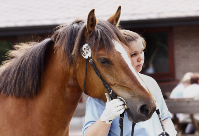 Im Ponypark Padenstedt im Jahr 2011 207 Padenstedt 2011 e