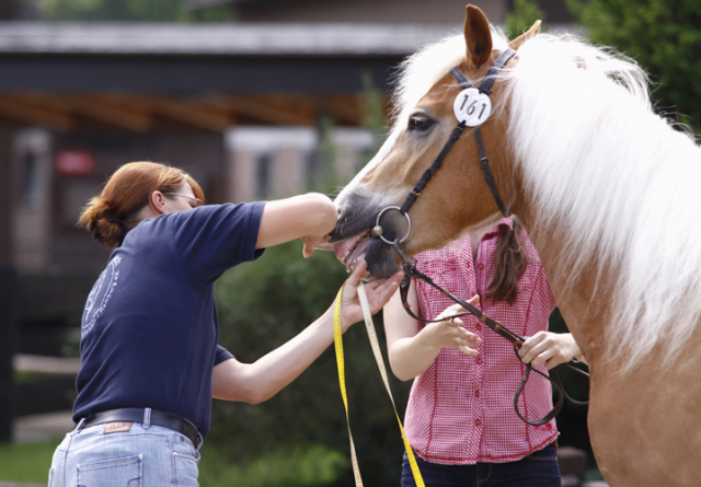 207 Padenstedt 2013 d