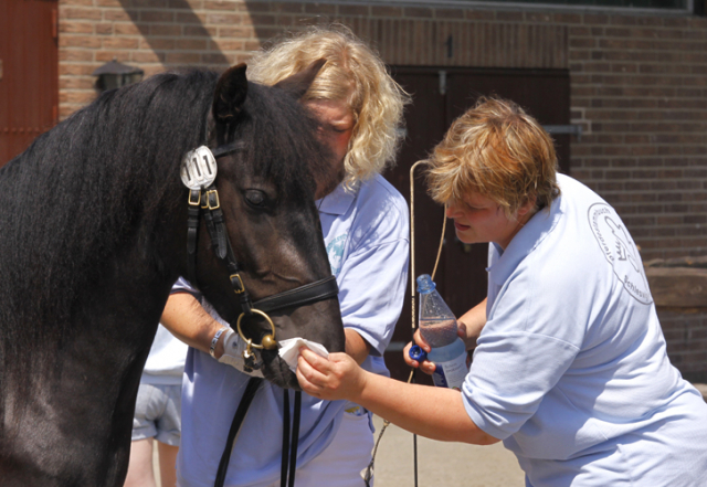 Ponypark Padenstedt 2013 207 Padenstedt 2013 e