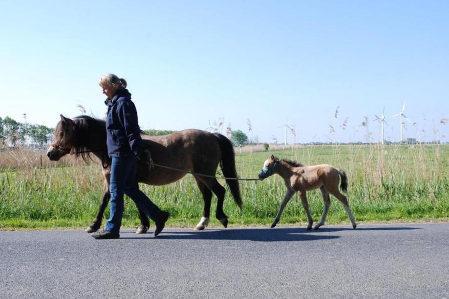 Ghana mit Golden Girl am Halfter 210 01 01