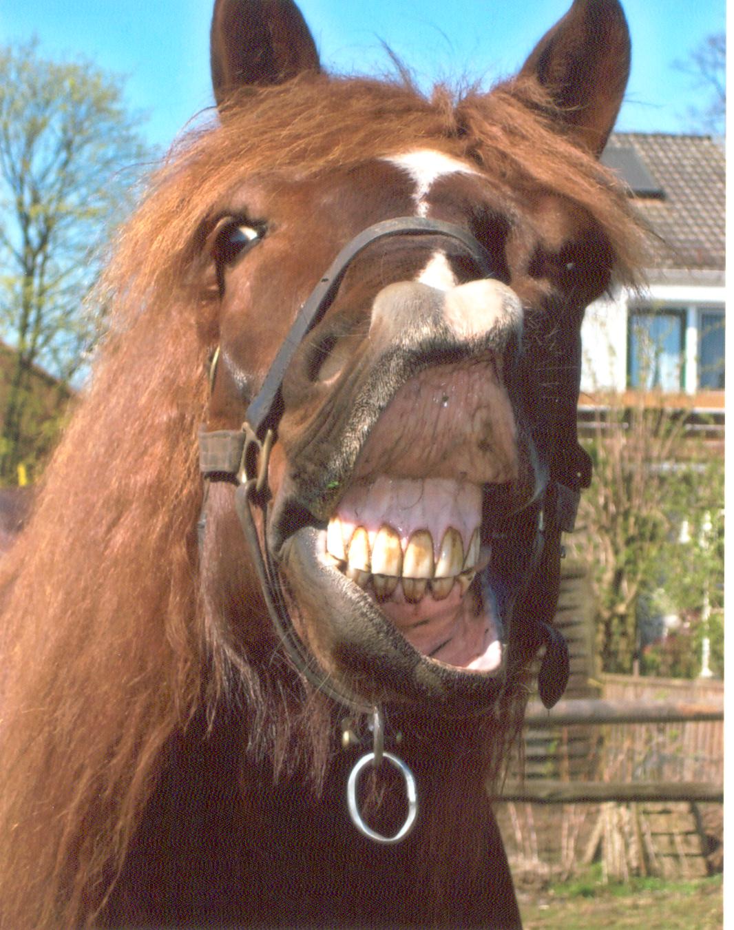 107-01-Dirk 2007 001