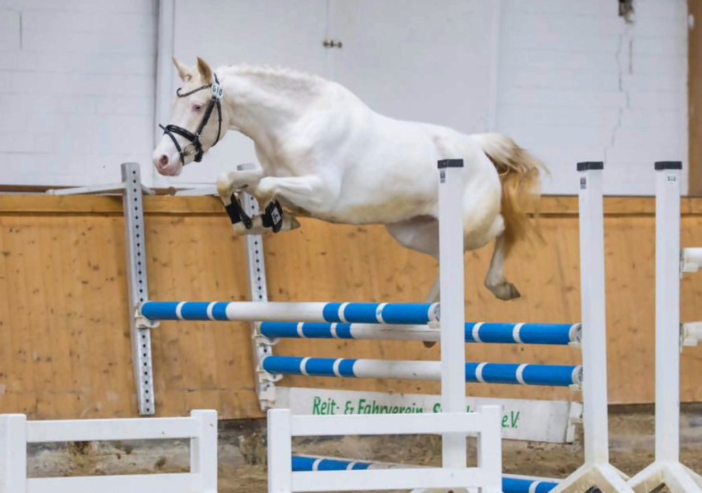 11-Cheyenne über dem Sprung Steinheim 2017