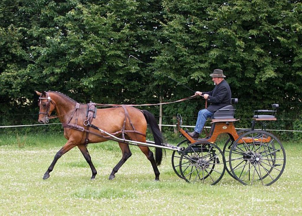 11-Colour vor der Kutsche 2017-07-07 m. Reiner