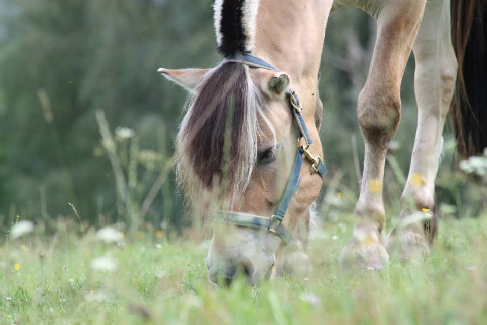 119-17-Klosterhofs Raik Baron