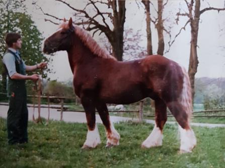 158-03-Waldkauz Mai 89