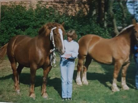 158-08-Ammer 3jährig 86