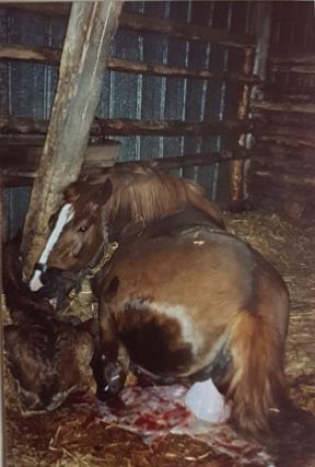 158-10-Geburt Enzian Ammer 1987