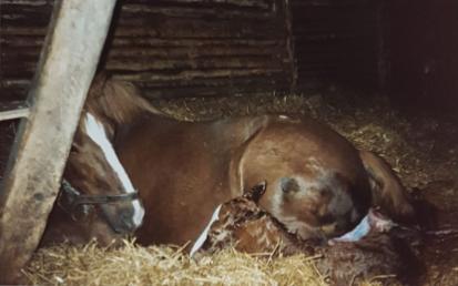 158-11-Geburt Enzian Mutter Ammer 1987