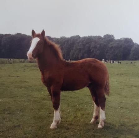 158-12-Enzian Fohlen