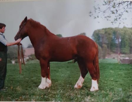 158-13-Enzian Mai 89