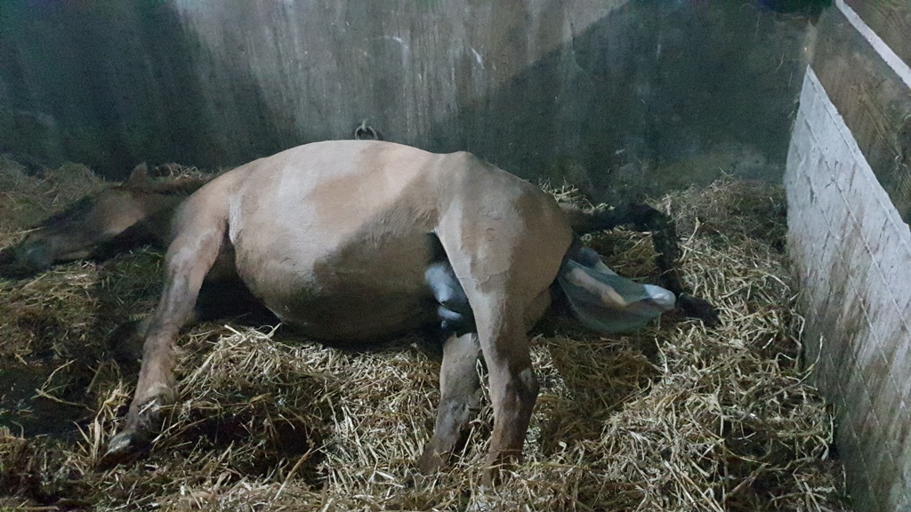 24-Die Stute legt sich bei der wehe immer ganz lang hin und presst
