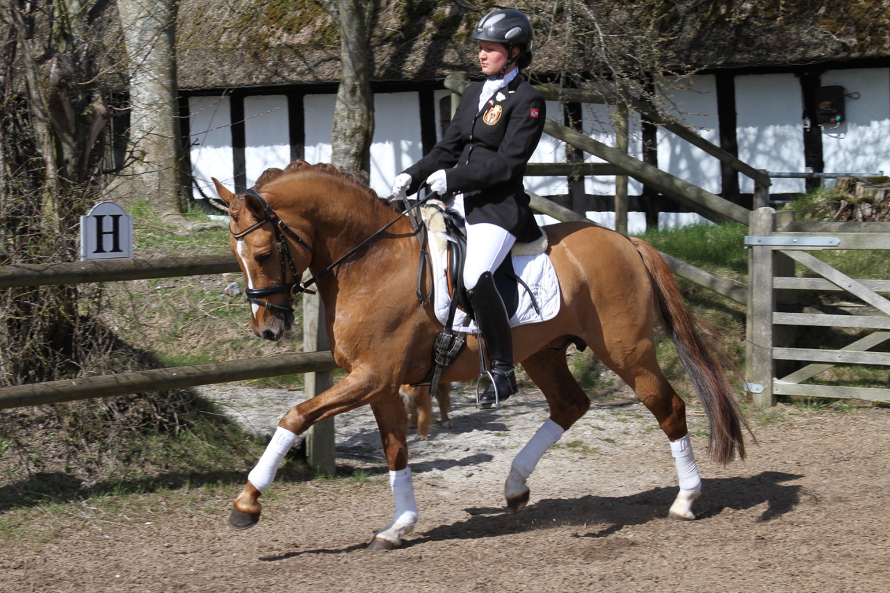 41-03-Gekörter Hengst Dr. Doolittle Stratiatella BL Dont Worry Junior