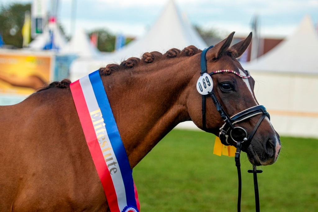 51-01-Elitestute Hope and Glory