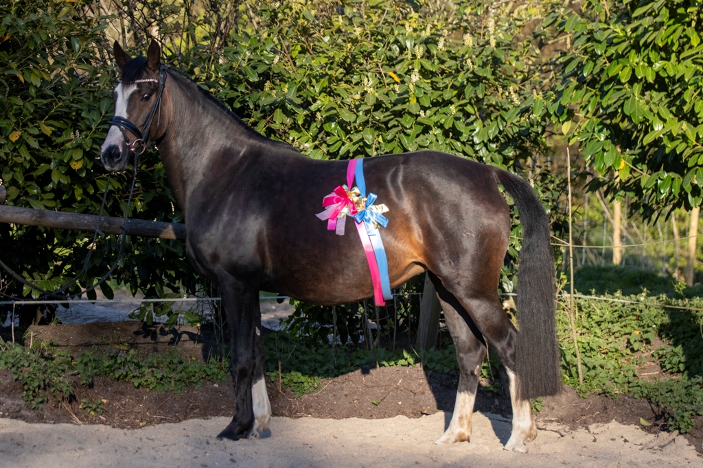 51-05-Verbandsprämienstute Petit Inevera  1 Woche vor der geburt ihrer ersten Tochter Petit Imperia