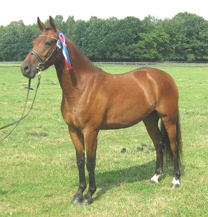 51-06-Staatsprämienstute Petit Isanny Dee