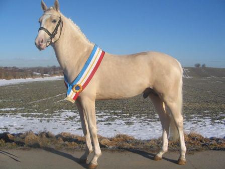 51-13-Siegerhengst Petit Marashino