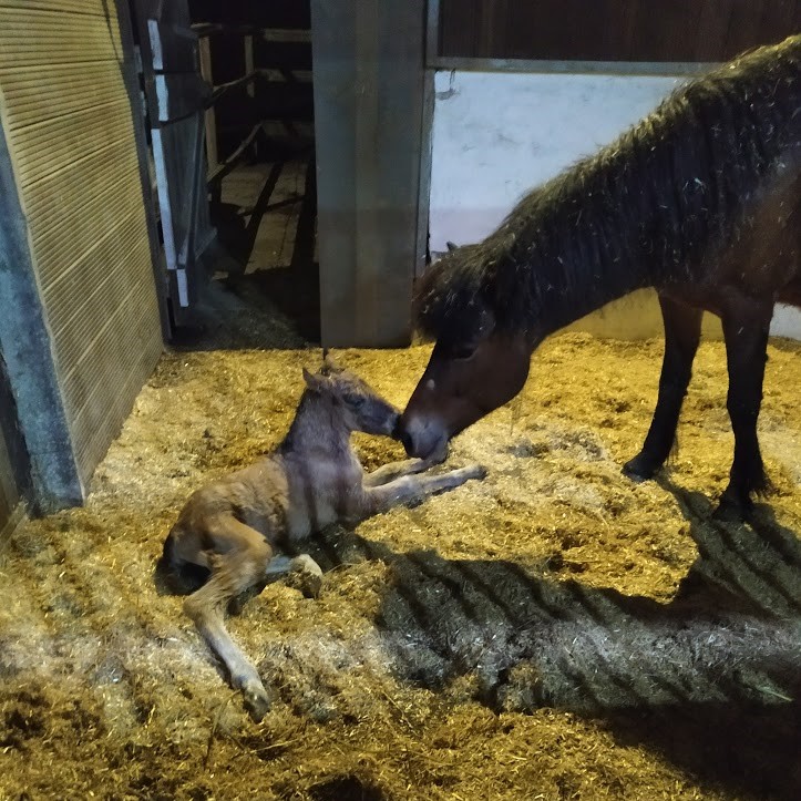 55-Náttdis Gustaftochter 01 05 20