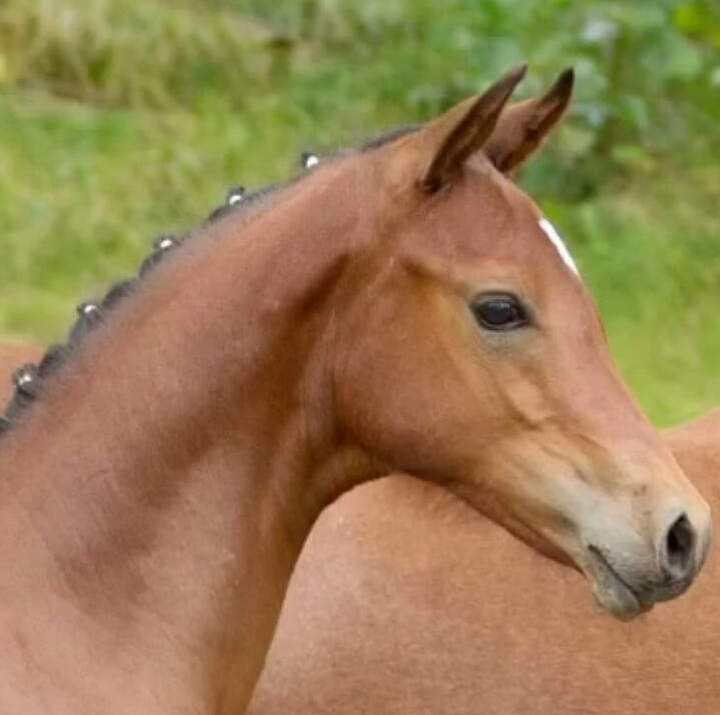 65-07-Hengstfohlen v. D-Power AT a.d. Springsun geb. 2019