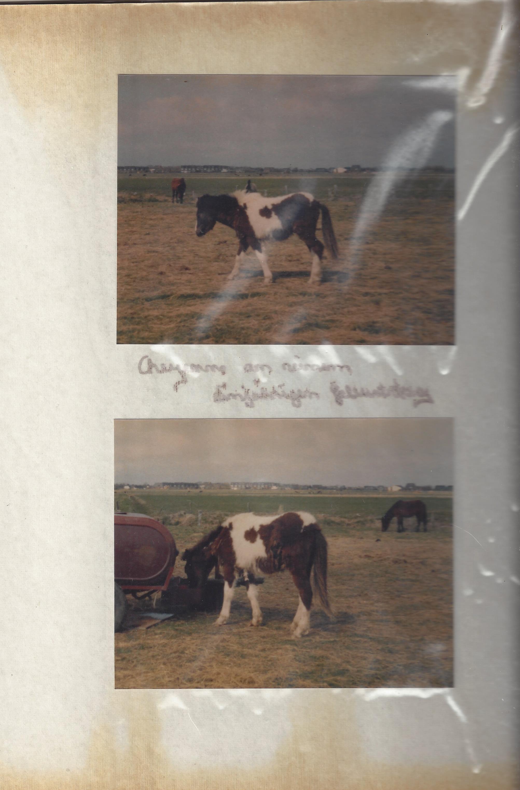 66-05-Cheyenne als Jährling