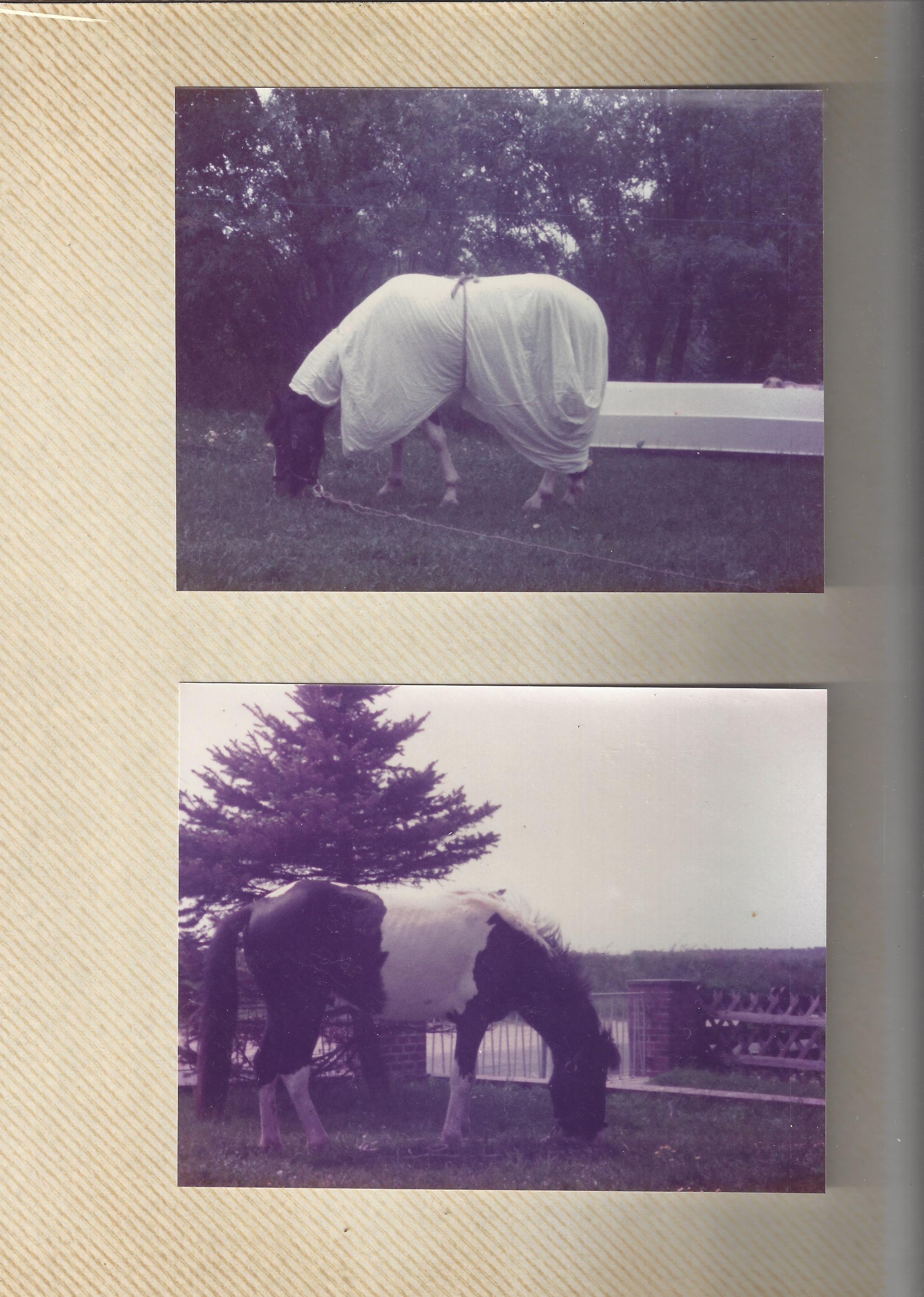 66-07-Cheyenne im Garten