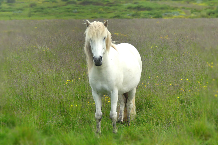 71-01-Geschichte Elfenjunge Snorri