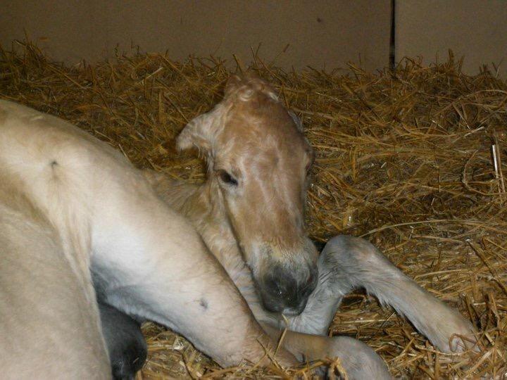 76-33- 01-04-2017-meira